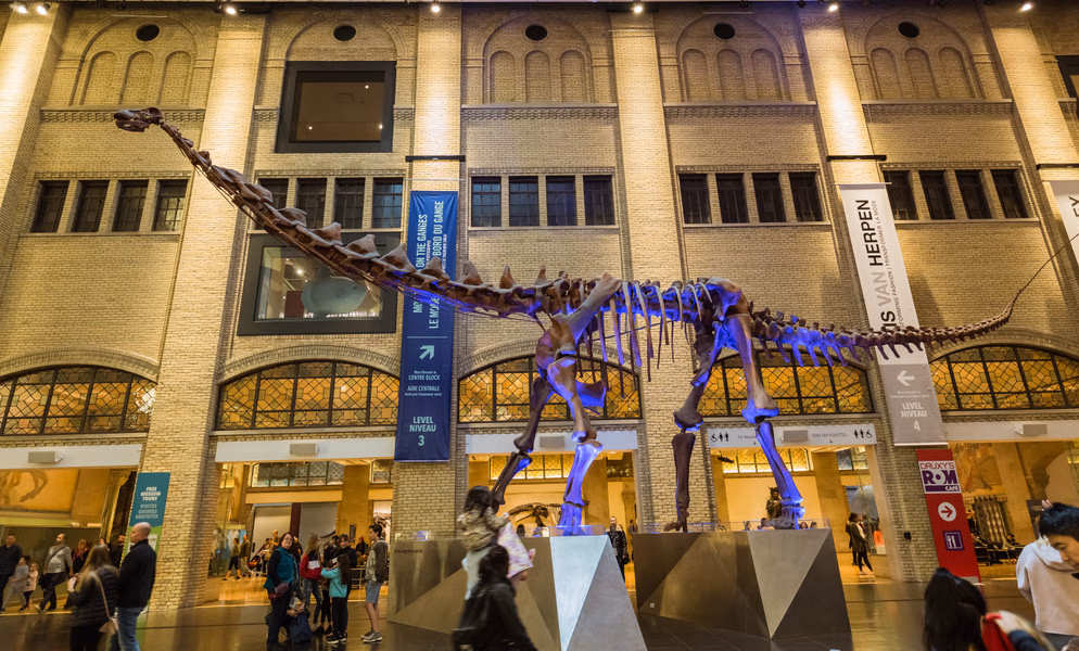 Royal Ontario Museum Tickets Image